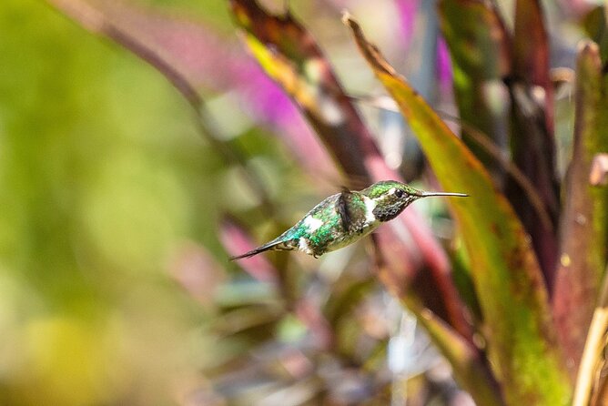 Sighting of Hummingbirds - Hummingbird Observatory - Embrace the Natural Beauty