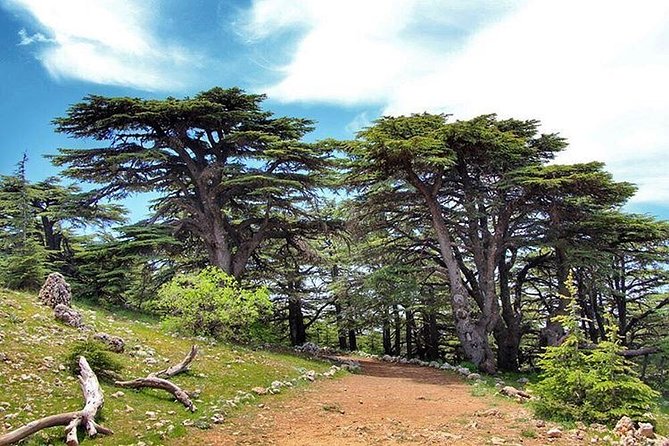 Sightseeing All-Inclusive Private Tour to Cedars, Baalbek and Ksara - Directions