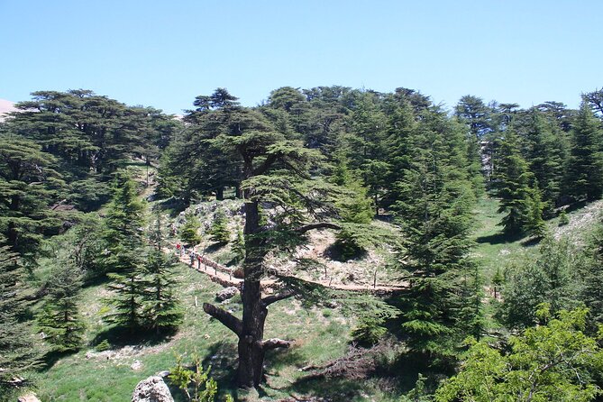 Sightseeing All-Inclusive Small Group Tour to Qadisha Valley, Bcharre and Cedars - Pricing and Options
