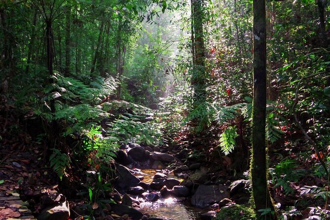 Sinharaja Rain Forest Guided Day Tour - Price and Booking Details