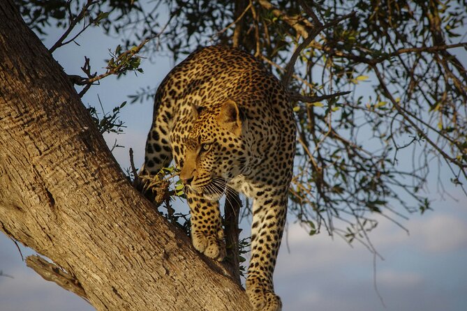 Six-Day Private Tour in Sri Lanka With 3-Star Hotel Stays and HB - Experience Details
