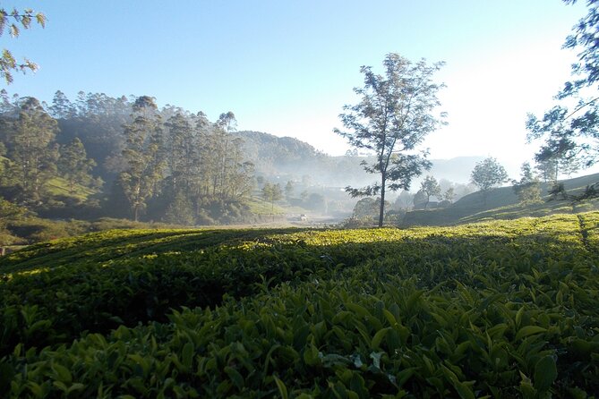 Small-Group Half Day Trekking in Munnar With Breakfast