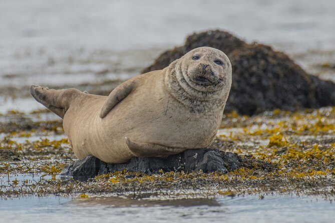 Snaefellsnes Peninsula Private Tour by VAN With PRO Photos - Pricing and Cancellation Policy
