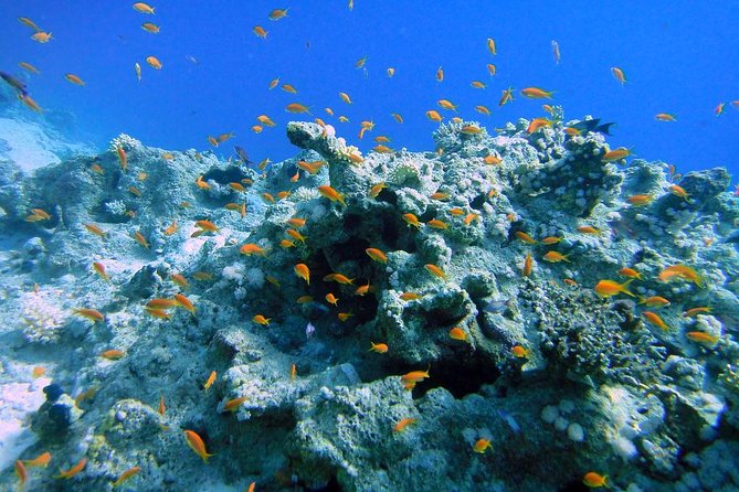 Snorkeling Day Tour by Boat to Ras Muhammad and the White Island - Additional Information for Participants