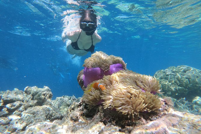 Snorkeling in Dhiffushi - Tour Operator Details