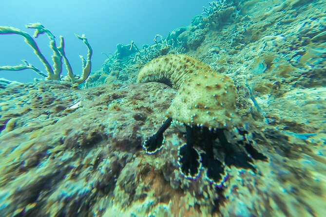 Snorkeling in Talawila St. Annes Reef - Meeting Point