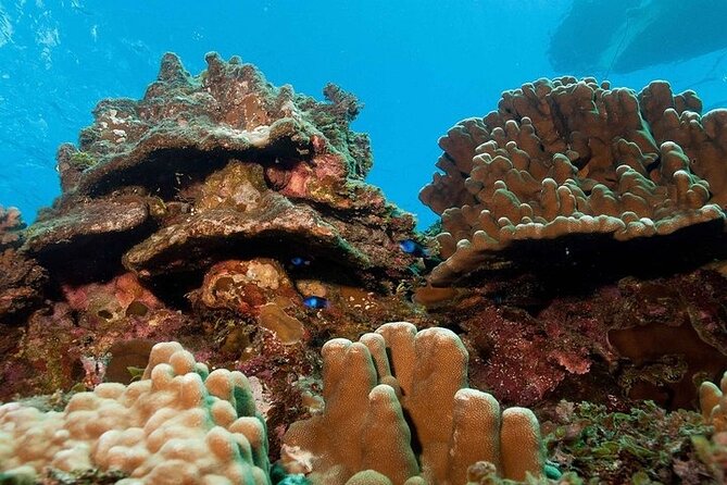 Snorkeling in the Motus of Easter Island - Weather Considerations and Cancellations