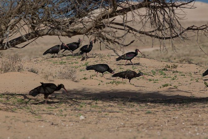 Souss Massa National Park From Agadir - Practical Information and Tips