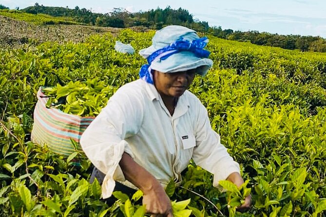 South Tour -Visiting St Aubin Rhumrie And Tea Factory Incl Lunch - Cancellation Policy