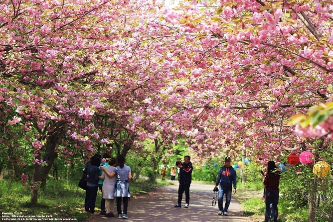 Spring Flower Festival and Seosan Gaesimsa and Munsusa Tour - Maximum Travelers and Accessibility