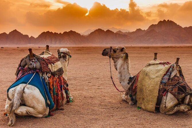 Star Gazing Safari Tour by ATV Quad and Dinner in Sharm El Sheikh - Pickup Information and Additional Info
