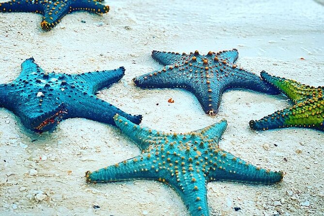 Starfish Adventure; Blue Lagoon Snorkeling; The Rock; Paje Beach; Kuza Cave Tour - Pricing and Booking Information