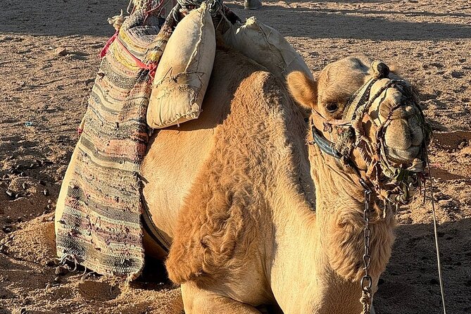 Stargazing, Camel Ride, Dinner and Jeep in Hurghada - Tour Schedule and Duration