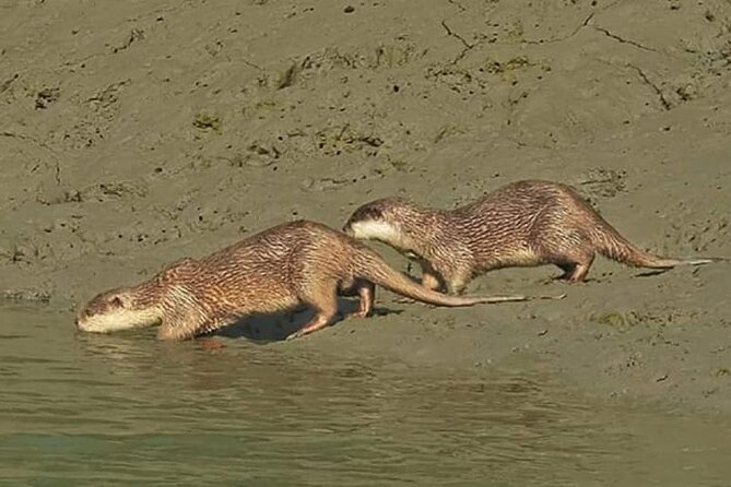 Sunderban Mangrove Wilderness Expedition - Boat Transfer & Safari