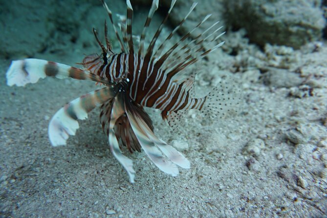 Swim With Dolphin in Satayeh Reef Sea Trip & Lunch - Marsa Alam - Weather Considerations