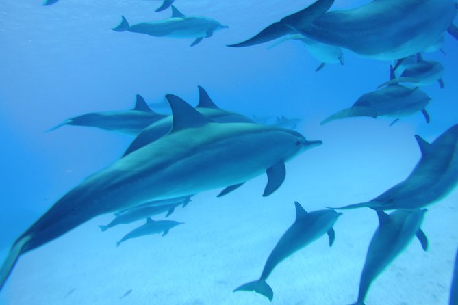 Swim With Dolphins in Satayeh Reef Snorkel Sea Excursion - Marsa Alam - Reservation Process