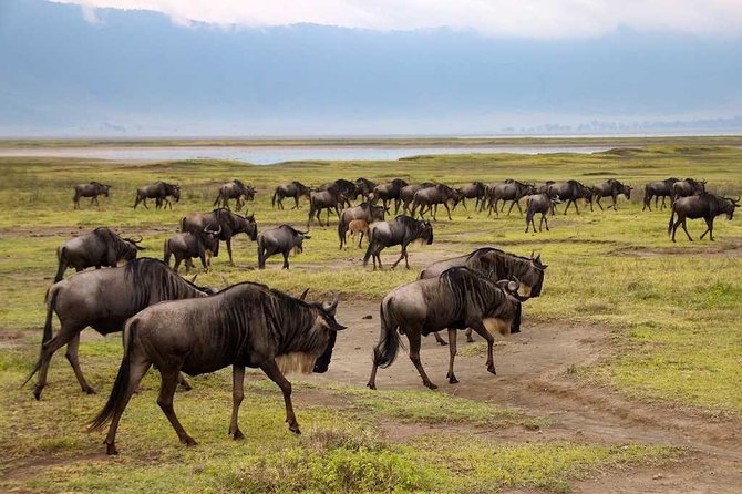 Tanzania Safari - 7 Days Cultural Safari. - Day 6: Ngorongoro Crater Exploration