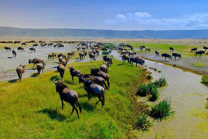 Tanzania Safaris | 2 DAYS Safari-Ngorongoro Crater and L.Manyara NP or Tarangire - Pricing Information
