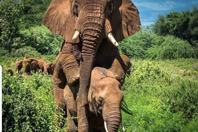 Tarangire National Park Day Trip From Arusha - Guarantee and Refund Policy