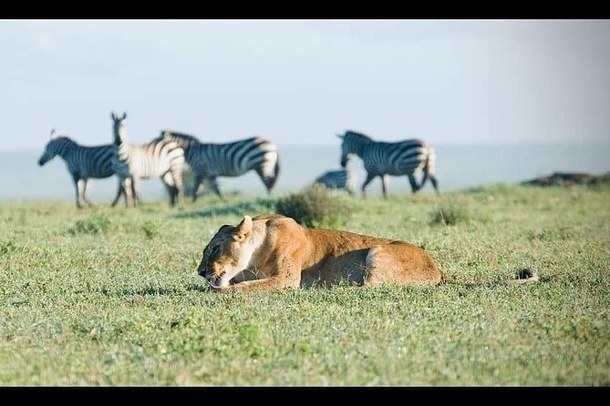 Tarangire National Park From Arusha Town Shared Day Tour - The Sum Up