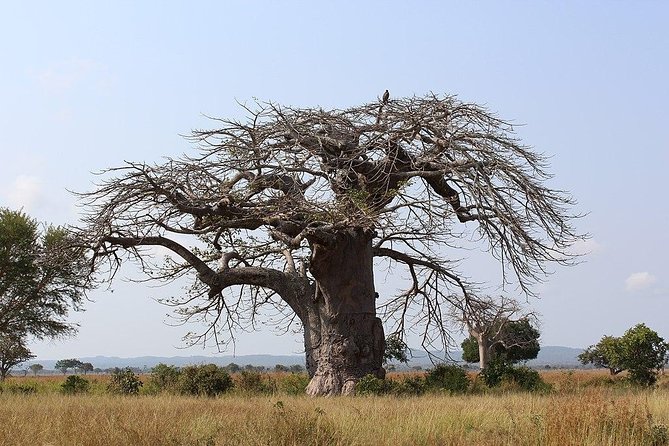Tarangire & Ngorongoro Safari | 2 Days - Packing List