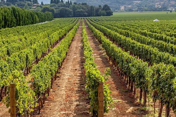 Taste First Organic Wine in Meysari Village in Shamakhy - End Point