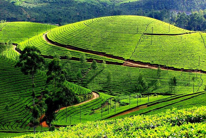 Tea Plantation Tour From Kandy - Lowest Price Guarantee