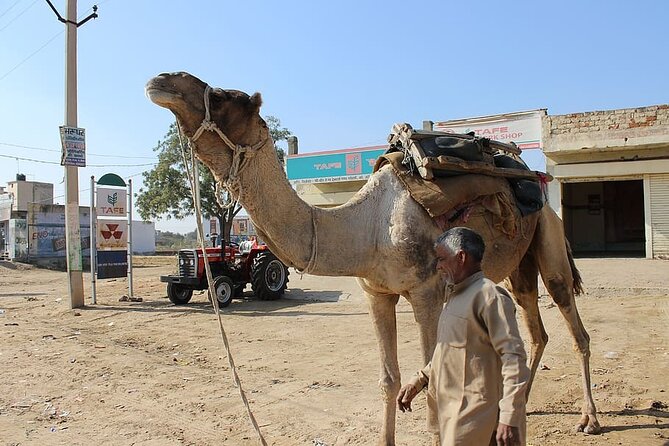 Thar Desert Camel Safari With Themed Dinner and Folk Music - Booking and Cancellation Details