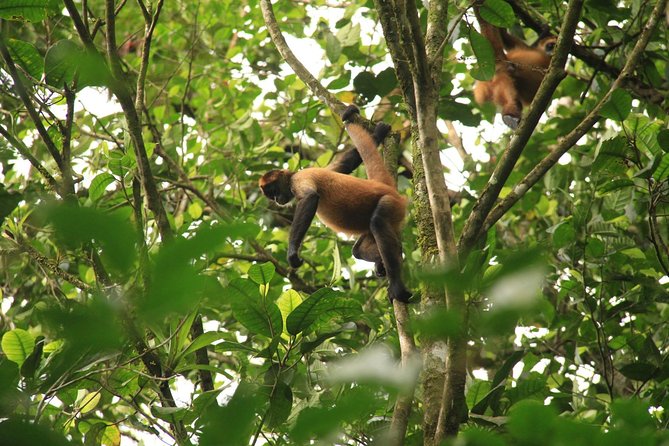 The Best Birdwatching Tour Around The Arenal Volcano - Arenal Volcano Views