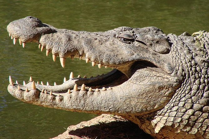 The Best of Cape 3-Days Attraction:Crocodile Cage &Cape Peninsula & Wine Tasting - Inclusions and Exclusions