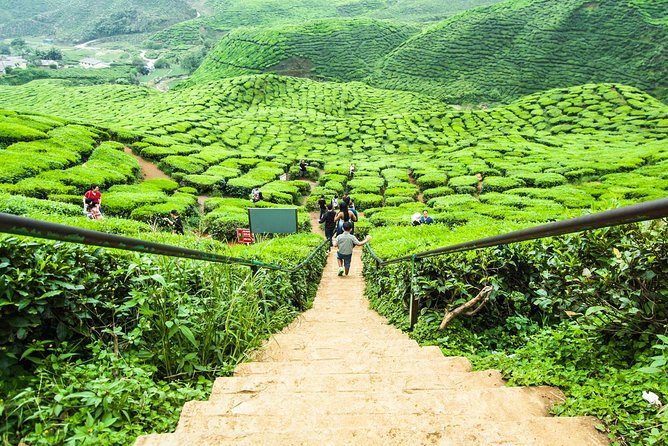The Fascinating Nature of Cameron Highlands Full Day Tour - Pickup and Meeting Point