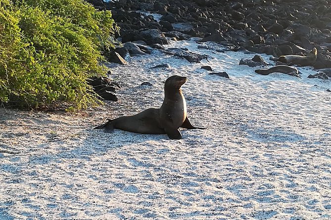 Tintoreras Islet Tour From Isabela - Hiking & Snorkeling in Galapagos Islands - Traveler Reviews