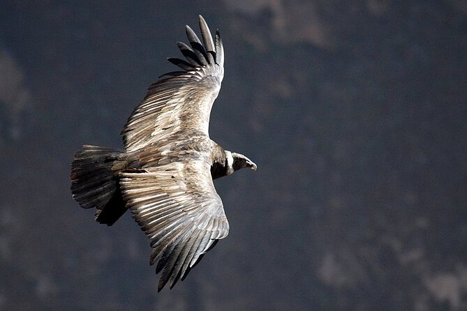 Tour Colca Canyon and Valley of the Volcanoes 3Days - Transportation Logistics