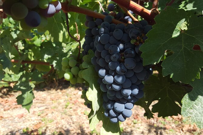 Tour in Colchagua Vineyards Montes and Vineyards Viu Manent - Tasting Notes and Lunch Pairing