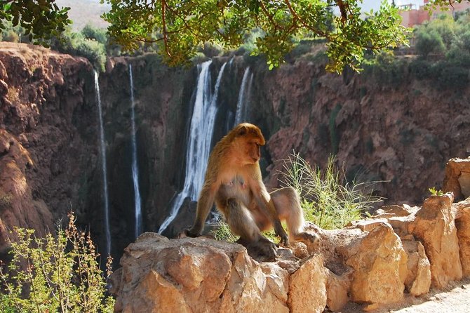 Tour of Ouzoud Waterfalls Private Day Trip From Marrakech - Accessibility Guidelines
