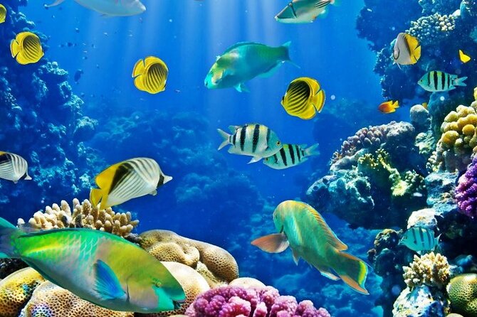 Tour to Abu Gallum National Park and Snorkeling at Blue Hole - Timing and Flexibility