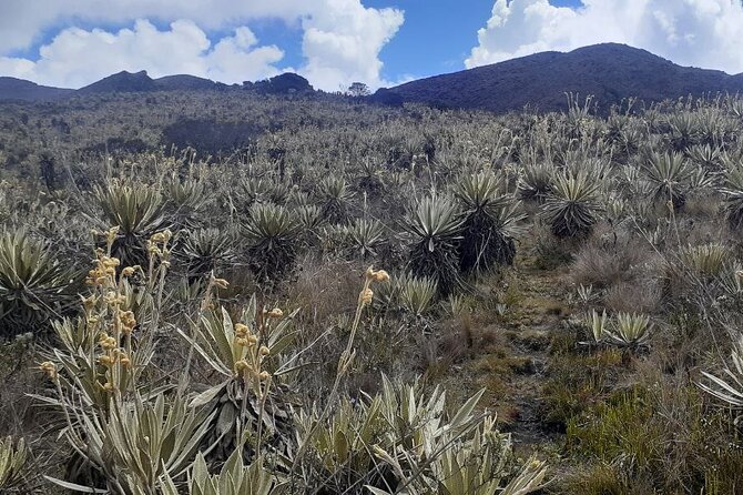 Tour to the Magical Moorland of Sumapaz - Birdwatching Unique Species - Expert Guided Tours