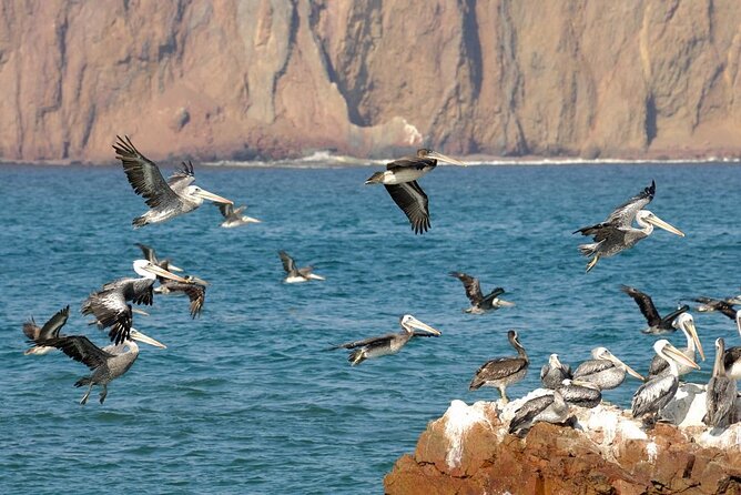 Tour to the Paracas National Reserve for Cruise Travelers - Meeting Point Details