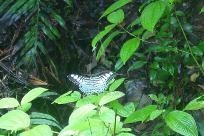 Treking / Bird Watching / Excursion at Sinharaja Rain Forest - Safety Guidelines