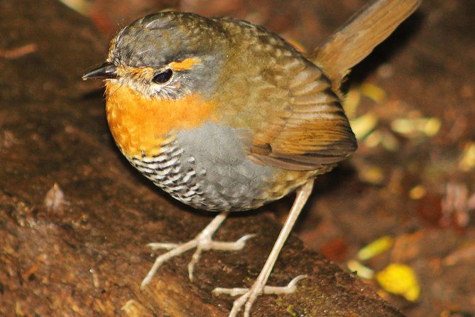 Trekking Alerce Andino National Park - Tour Inclusions and Price