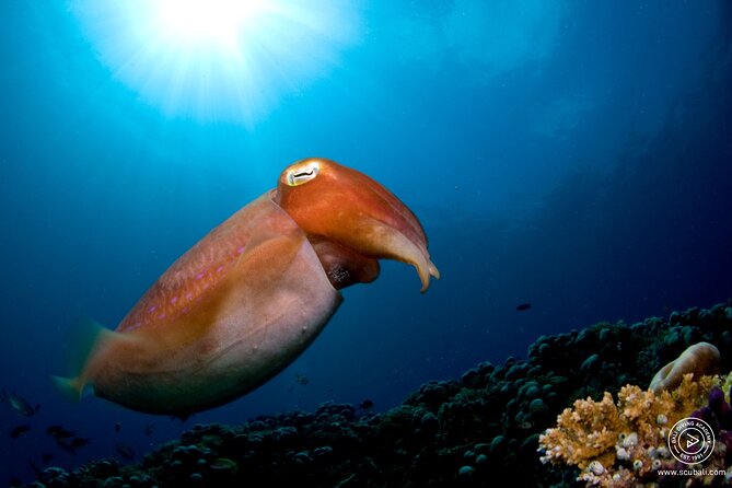 Try Scuba Diving at the Liberty Wreck Tulamben (From South Bali ) 1 or 2 Dives - Dive Itinerary and Highlights