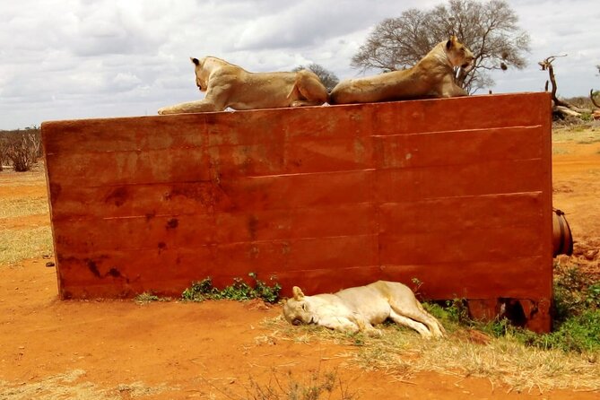 Tsavo East Safari 1 Day Trip - Cancellation Policy