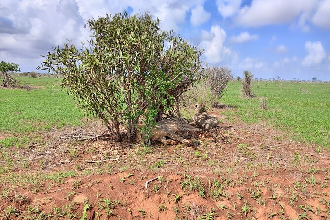 Tsavo East & West National Park 3 Days From Mombasa. - Pickup and Drop-off