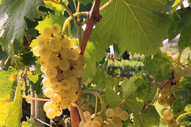 Tuscan Wines Tour - Montalcino and Montepulciano (or Pienza) - Tour Inclusions