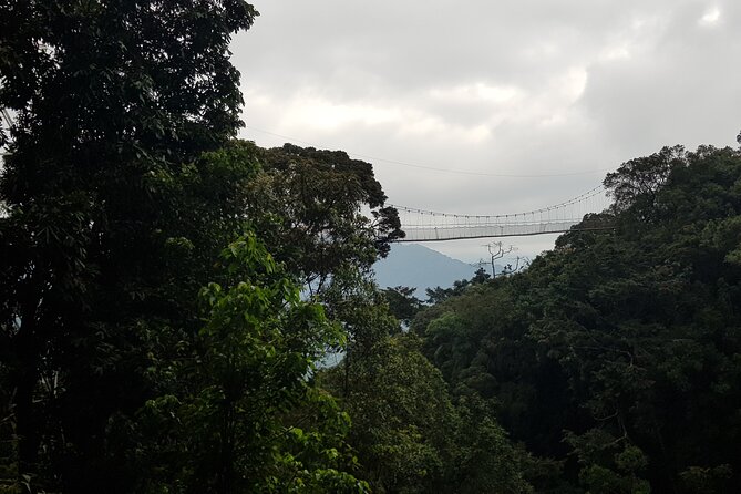 Two-day Nyungwe Canopy, Nyanza Kings Palace and Chimpanzees