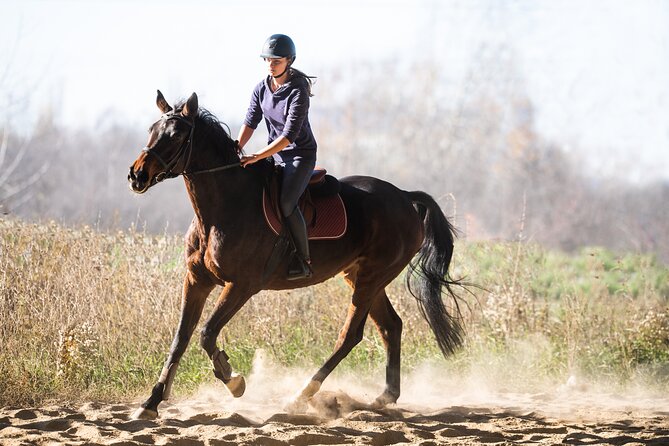 Two Hours Horse Riding With Transportation Hurghada - Directions