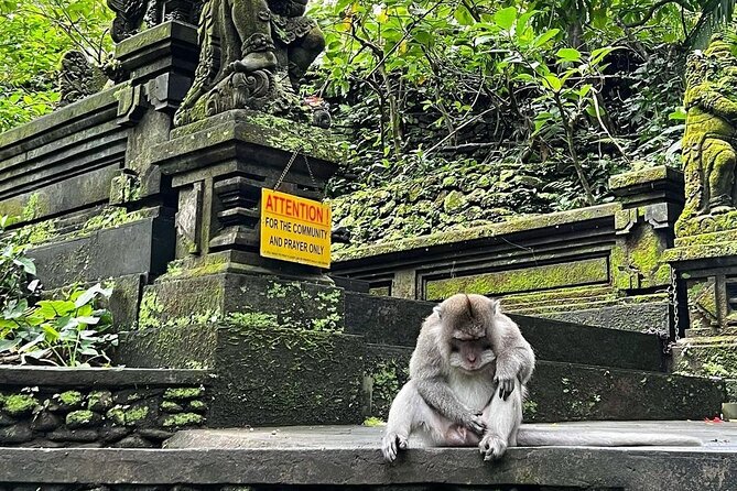 Ubud Higlights Monkey Forest Rice Terrace and Temple Tour - Pickup Information