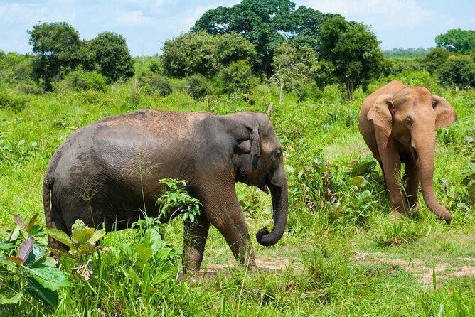 Udawalawe Half Day Safari (Entrance + Lunch) - Meeting and Pickup