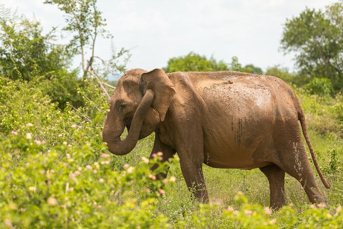 Udawalawe National Park and Elephant Transit Home From Galle - Pickup and Departure Details