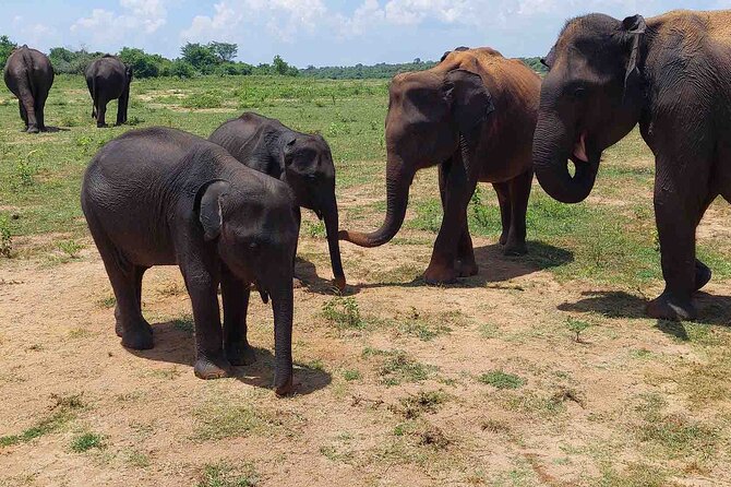 Udawalawe National Park Half Day Jeep Safari (Private Tour) - Reviews